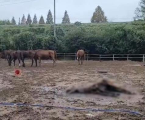 2024년 '폐마목장' 한 가운데 방치된 말 사체 (출처=연합뉴스)