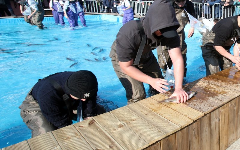 홍천강 꽁꽁축제 송어맨손잡기 체험 (출처=연합뉴스)