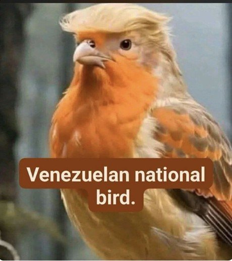 [서울=뉴시스] 도널드 트럼프 대통령이 11일 자신의 SNS 트루스소셜에 자신이 베네수엘라 임시 대통령이라는 게시물을 올리자 댓글에 달린 풍자 사진. 미국 국조(國鳥)인 독수리가 트럼프 머리를 하고 있고, 베네수엘라의 국조라는 설명이 달렸다. 2026.01.13 *재판매 및 DB 금지