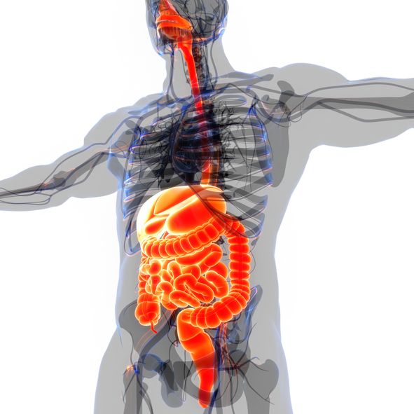 크론병은 입에서 항문까지 위장관 어느 부위에서나 발생할 수 있는 만성 염증성 장질환이다. 사진=게티이미지뱅크