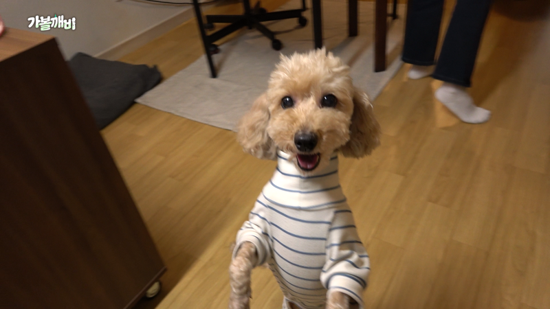반려견 비비, 크림 중 크림이.