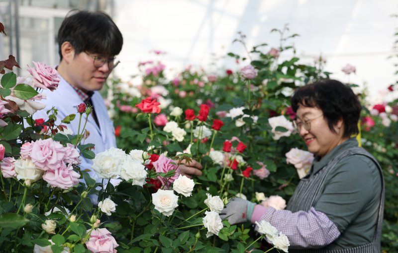 연일 북극 한파가 지속되고 있는 가운데 23일 경기 화성시 경기도농업기술원 연구온실에서 관계자들이 신품종 장미를 연구개발하고 있다. 기상청은 한파가 주말이 지나면서 추위는 한풀 꺾이겠지만 당분간 평년보다 추운 날씨가 계속될 것으로 예보했다. 2026.1.23/뉴스1 ⓒ News1 김영운 기자