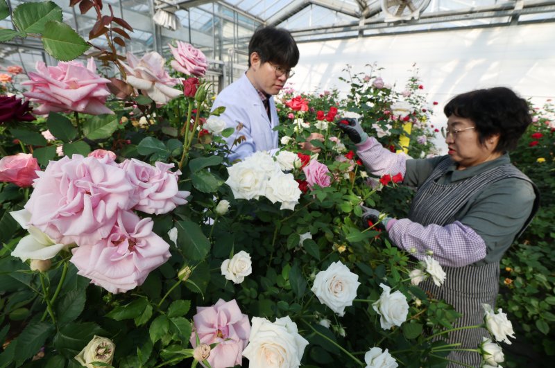 연일 북극 한파가 지속되고 있는 가운데 23일 경기 화성시 경기도농업기술원 연구온실에서 관계자들이 신품종 장미를 연구개발하고 있다. 기상청은 한파가 주말이 지나면서 추위는 한풀 꺾이겠지만 당분간 평년보다 추운 날씨가 계속될 것으로 예보했다. 2026.1.23/뉴스1 ⓒ News1 김영운 기자