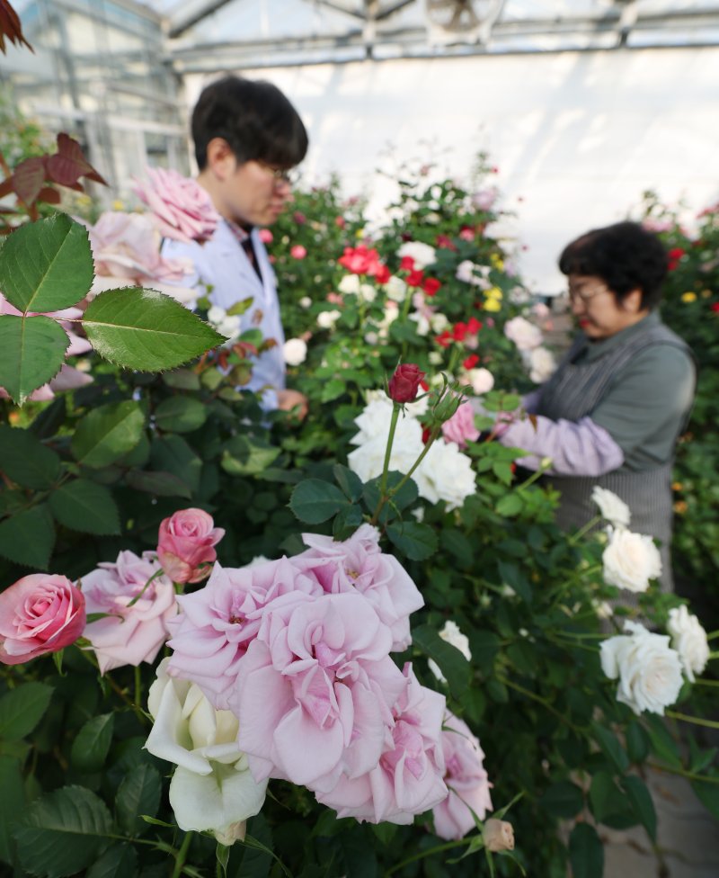 연일 북극 한파가 지속되고 있는 가운데 23일 경기 화성시 경기도농업기술원 연구온실에서 관계자들이 신품종 장미를 연구개발하고 있다. 기상청은 한파가 주말이 지나면서 추위는 한풀 꺾이겠지만 당분간 평년보다 추운 날씨가 계속될 것으로 예보했다. 2026.1.23/뉴스1 ⓒ News1 김영운 기자
