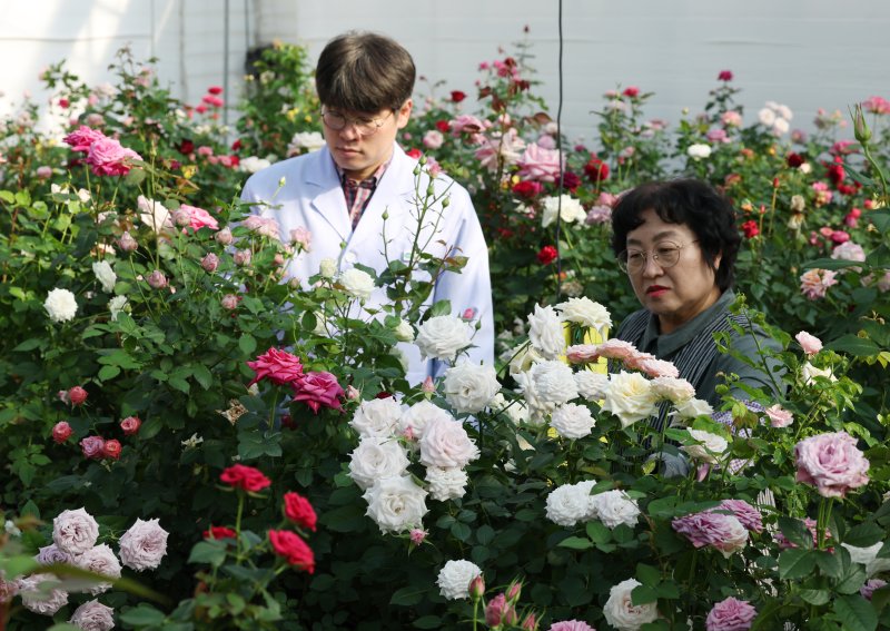 연일 북극 한파가 지속되고 있는 가운데 23일 경기 화성시 경기도농업기술원 연구온실에서 관계자들이 신품종 장미를 연구개발하고 있다. 기상청은 한파가 주말이 지나면서 추위는 한풀 꺾이겠지만 당분간 평년보다 추운 날씨가 계속될 것으로 예보했다. 2026.1.23/뉴스1 ⓒ News1 김영운 기자