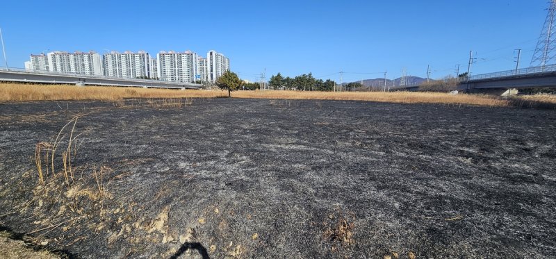 불에 탄 물억새 군락지 (출처=연합뉴스)