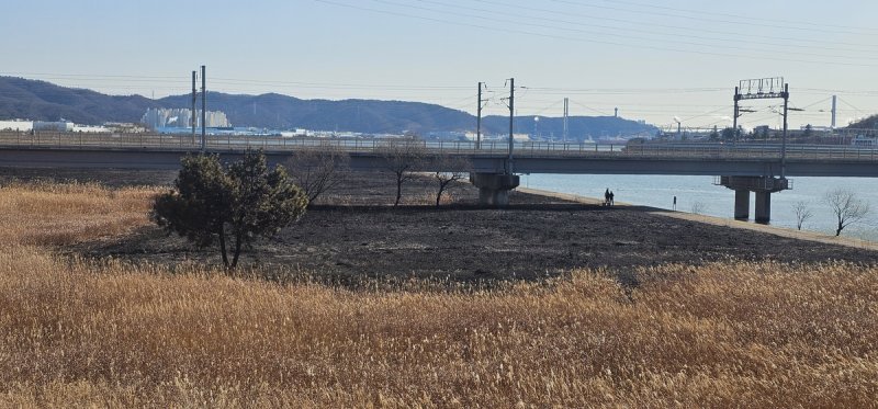 불에 탄 물억새 군락지 (출처=연합뉴스)