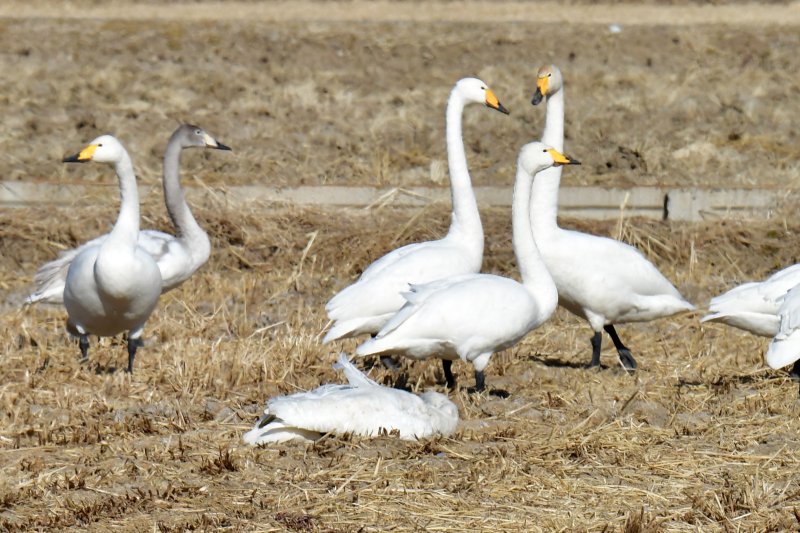 25일 경북 포항시 북구 흥해읍 들녘에서 쳔연기념물 201-2호이자 멸종위기야생생물 II급인 큰고니가 한마리가 죽은 채 발견됐다. 신고를 받은 포항시는 사체를 수거해 고병원성 조류독감(H5N1)감염 여부 등 역학조사에 착수했다. ⓒ News1 최창호 기자
