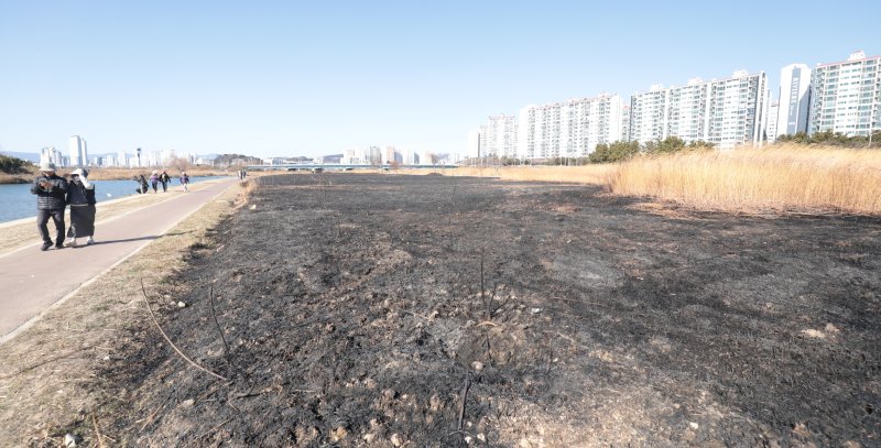 25일 울산 북구 명촌교 일대 억새밭이 전날 화재로 인해 검은 잿더미로 남았다. 2026.1.25/뉴스1 ⓒ News1 김세은 기자