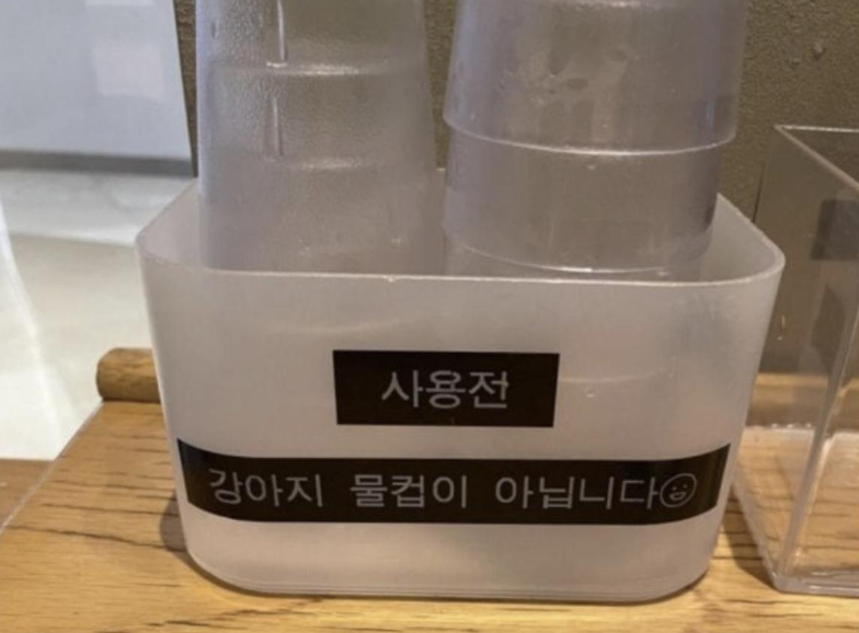 "강아지 물컵이 아닙니다" 스타벅스 경고문에..."개는 개고, 사람은 사람... - 뉴스 썸네일 이미지