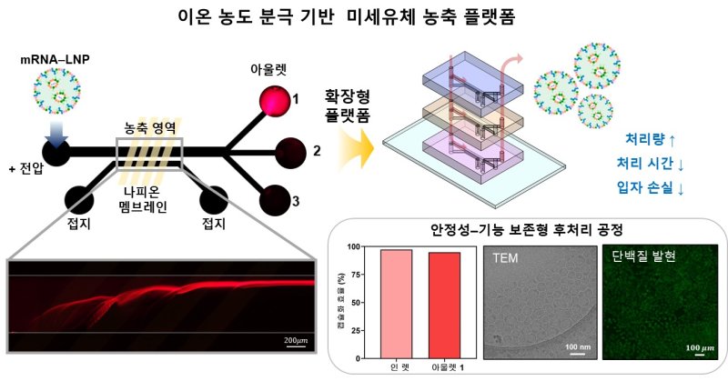 [포항=뉴시스] 송종욱 기자 = 포스텍 기계공학과 임근배 교수 연구팀이 mRNA를 활용한 치료제 제조 이후 구조가 불안정하고 후처리 과정에서 전달체가 손상되는 것을 막는 기술을 개발했다. 사진은 이온 농도 분극 기반 mRNA–LNP 안정성, 기능 보존 농축 확장 플랫폼 개념도. (사진=포스텍 제공) 2026.01.26. photo@newsis.com