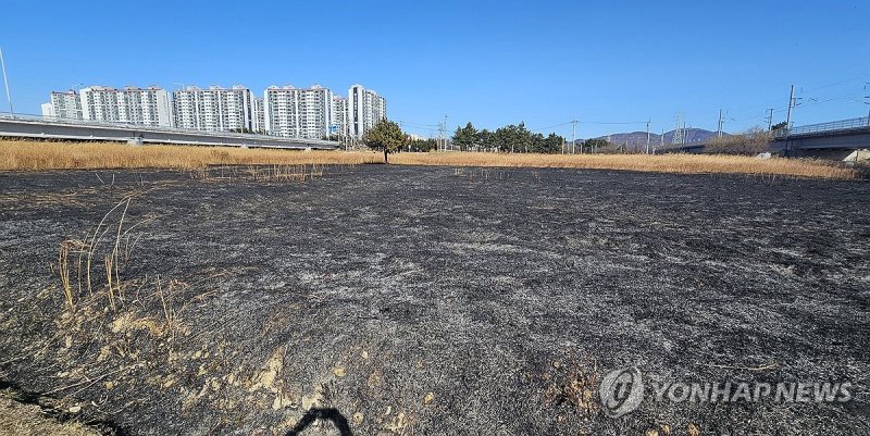 불에 탄 울산 태화강 물억새 군락지 (출처=연합뉴스)