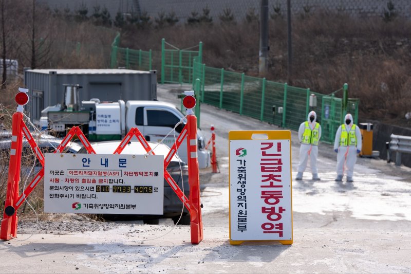 [강릉=뉴시스] 17일 강릉시가 강동면 한 농장에서 아프리카돼지열병(ASF)이 확진됨에 따라 확산 차단을 위해 총력을 다하고 있다.(사진=강릉시 제공)photo@newsis.com *재판매 및 DB 금지