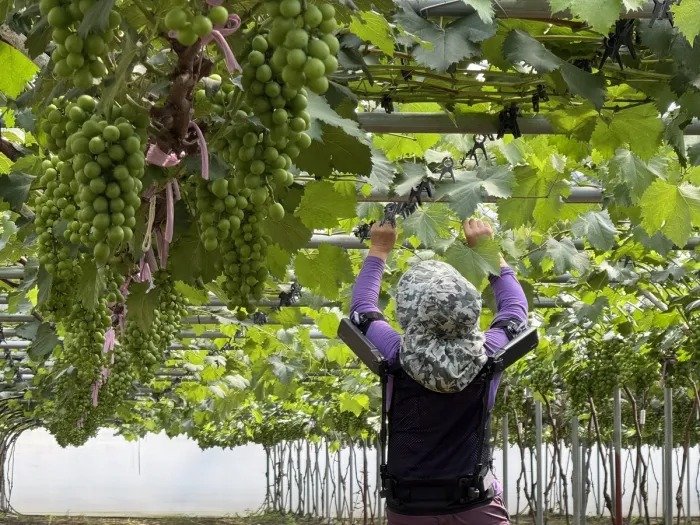 현대자동차·기아 로보틱스랩이 개발한 '엑스블 숄더'가 농업 현장에서 활용되는 모습. (현대차·기아 제공. 재판매 및 DB 금지) 2025.9.24/뉴스1