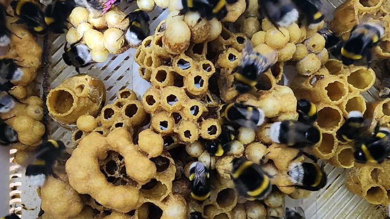 뒤영벌 벌무리 모습. 농진청 제공