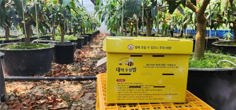 [세종=뉴시스] 농촌진흥청은 꿀벌과 뒤영벌을 이용한 망고 착과(열매 맺기) 표준이용기술을 개발했다고 19일 밝혔다. 사진은 뒤영벌 방사 모습. (사진=농진청 제공) 2025.03.19. photo@newsis.com *재판매 및 DB 금지