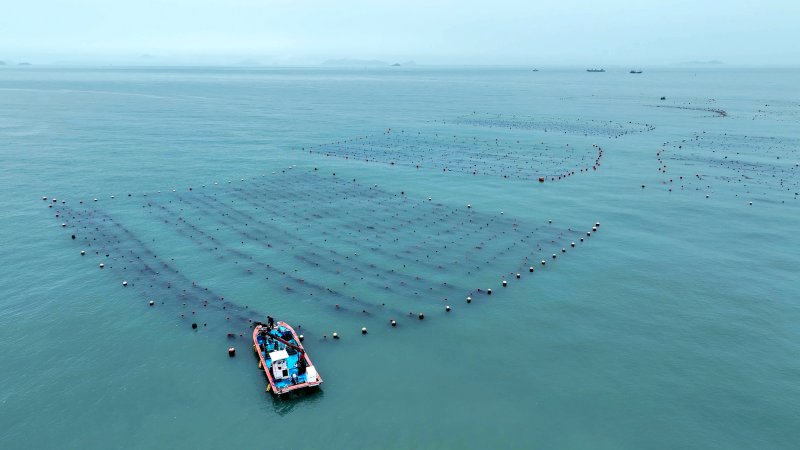 완도 다시마 양식장(완도군 제공. 재판매 및 DB금지) /뉴스1 2025.8.19/뉴스1