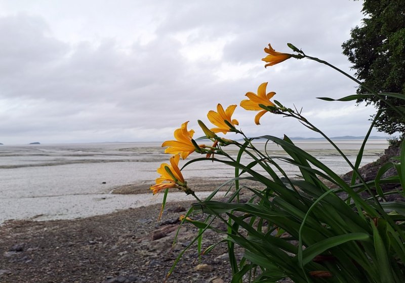 특산식물 '백운산원추리' (출처=연합뉴스)
