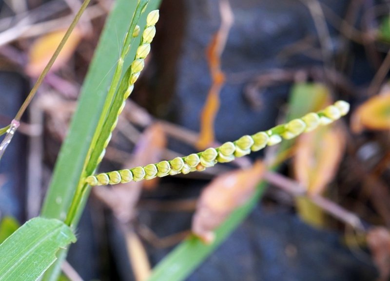 생태계교란종 '물참새피' (출처=연합뉴스)