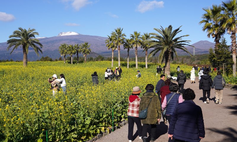 1월 9일 제주 서귀포시 남원읍 휴애리자연생활공원을 찾은 관광객들이 활짝 피어난 유채꽃을 감상하며 한겨울 속 봄 정취를 만끽하고 있다. /사진=뉴시스