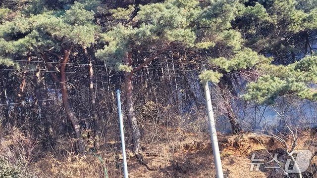 홍성 서부면 이호리 산불 현장. (산림청 제공, 재판매 및 DB금지) / 뉴스1