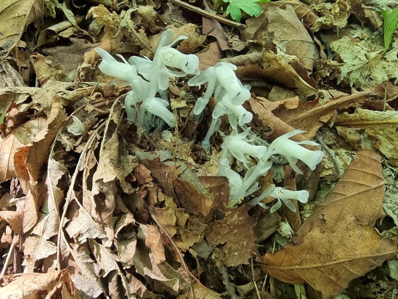 나도수정초 (출처=연합뉴스)