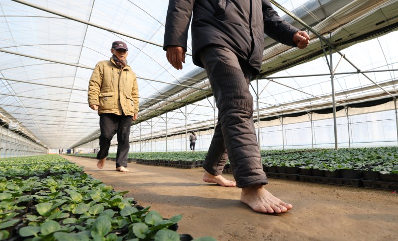 절기상 입춘(立春)을 닷새 앞둔 30일 경기 안양시 동안구 비산3동 꽃양묘장 비닐하우스 안에서 시민들이 신발을 벗고 맨발로 흙길을 걷고 있다. 2026.1.30/뉴스1 ⓒ News1 김영운 기자