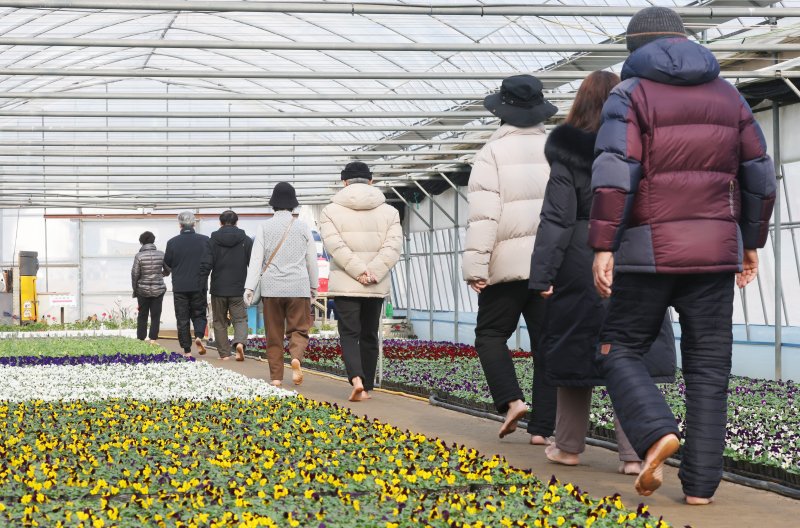 절기상 입춘(立春)을 닷새 앞둔 30일 경기 안양시 동안구 비산3동 꽃양묘장 비닐하우스 안에서 시민들이 신발을 벗고 맨발로 흙길을 걷고 있다. 2026.1.30/뉴스1 ⓒ News1 김영운 기자