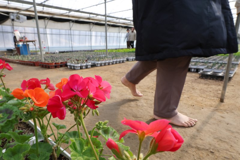 절기상 입춘(立春)을 닷새 앞둔 30일 경기 안양시 동안구 비산3동 꽃양묘장 비닐하우스 안에서 시민들이 신발을 벗고 맨발로 흙길을 걷고 있다. 2026.1.30/뉴스1 ⓒ News1 김영운 기자