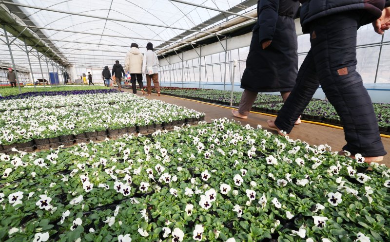 절기상 입춘(立春)을 닷새 앞둔 30일 경기 안양시 동안구 비산3동 꽃양묘장 비닐하우스 안에서 시민들이 신발을 벗고 맨발로 흙길을 걷고 있다. 2026.1.30/뉴스1 ⓒ News1 김영운 기자