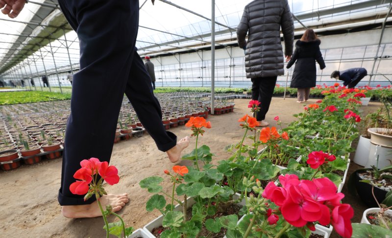 절기상 입춘(立春)을 닷새 앞둔 30일 경기 안양시 동안구 비산3동 꽃양묘장 비닐하우스 안에서 시민들이 신발을 벗고 맨발로 흙길을 걷고 있다. 2026.1.30/뉴스1 ⓒ News1 김영운 기자