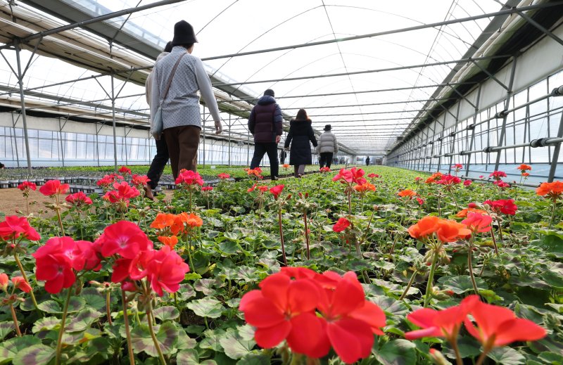 절기상 입춘(立春)을 닷새 앞둔 30일 경기 안양시 동안구 비산3동 꽃양묘장 비닐하우스 안에서 시민들이 신발을 벗고 맨발로 흙길을 걷고 있다. 2026.1.30/뉴스1 ⓒ News1 김영운 기자