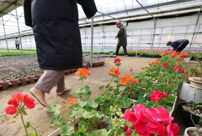 절기상 입춘(立春)을 닷새 앞둔 30일 경기 안양시 동안구 비산3동 꽃양묘장 비닐하우스 안에서 시민들이 신발을 벗고 맨발로 흙길을 걷고 있다. 2026.1.30/뉴스1 ⓒ News1 김영운 기자