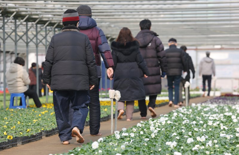 절기상 입춘(立春)을 닷새 앞둔 30일 경기 안양시 동안구 비산3동 꽃양묘장 비닐하우스 안에서 시민들이 신발을 벗고 맨발로 흙길을 걷고 있다. 2026.1.30/뉴스1 ⓒ News1 김영운 기자