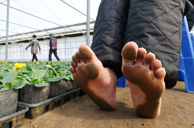 절기상 입춘(立春)을 닷새 앞둔 30일 경기 안양시 동안구 비산3동 꽃양묘장 비닐하우스 안에서 시민들이 신발을 벗고 맨발로 흙길을 걷고 있다. 2026.1.30/뉴스1 ⓒ News1 김영운 기자