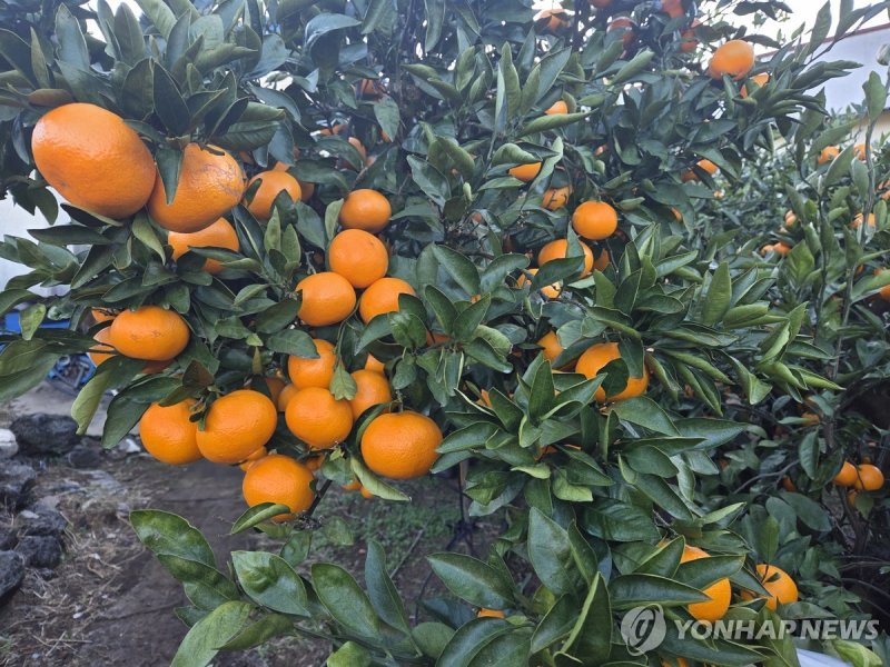 제주 서귀포시 시설하우스 내 레드향(감평) (출처=연합뉴스)