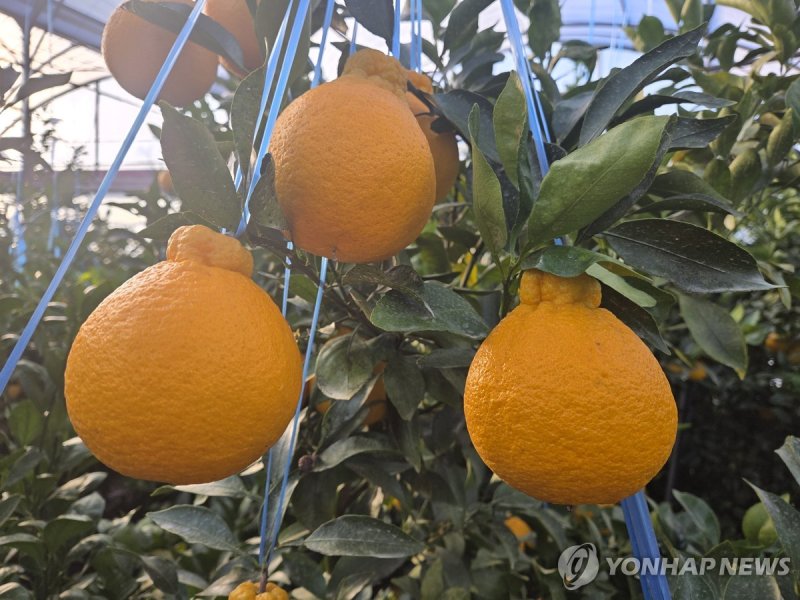 제주 서귀포시 시설하우스 내 한라봉 (출처=연합뉴스)