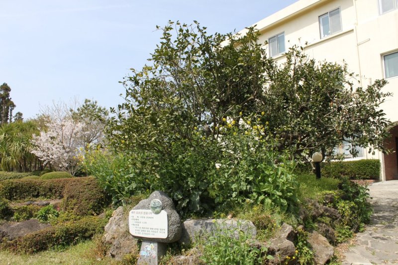 108년 역사의 온주밀감나무[연합뉴스 자료 사진] (출처=연합뉴스)