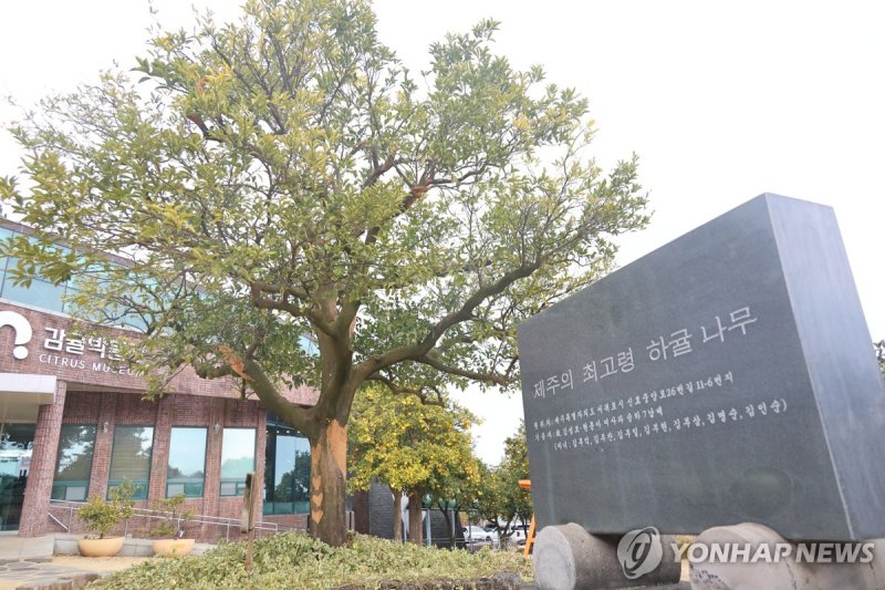 제주 최고령 하귤나무 (출처=연합뉴스)