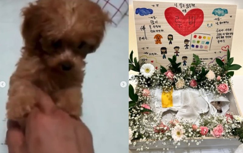 "한없이 사랑 준 아이"…정가은, 안타까운 소식 전해