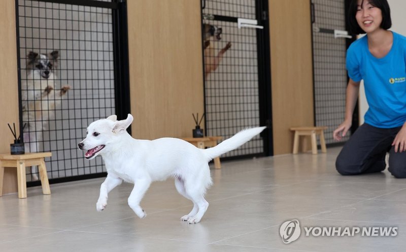 광주 동구 유기견 입양센터 '피스멍멍' 개소 (출처=연합뉴스)