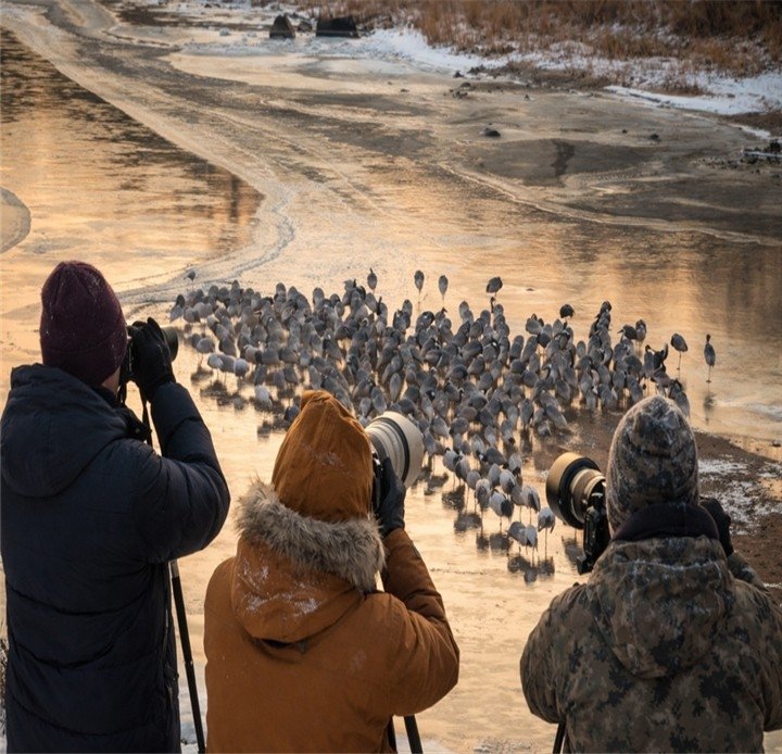 DMZ두루미 탐조관광 프로그램 (출처=연합뉴스)