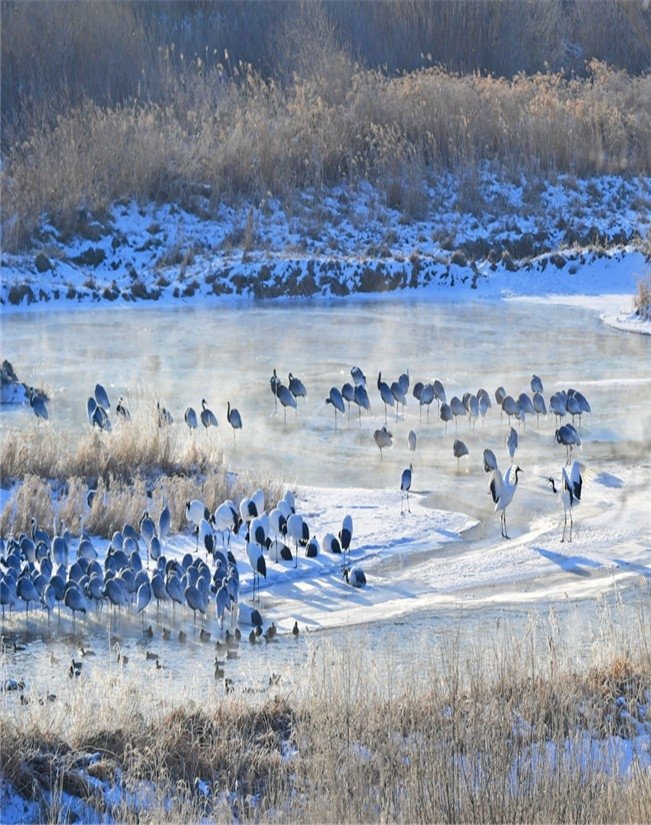 DMZ두루미평화타운·철새도래지 (출처=연합뉴스)