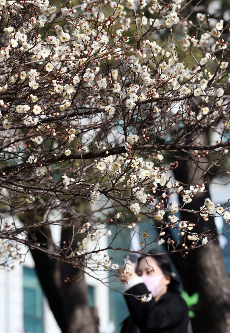 [부산=뉴시스] 하경민 기자 = 절기상 입춘(立春)을 사흘 앞둔 1일 부산 남구 동명대학교를 찾은 한 시민이 활짝 핀 '봄의 전령' 매화를 휴대전화로 촬영하고 있다. 2026.02.01. yulnetphoto@newsis.com
