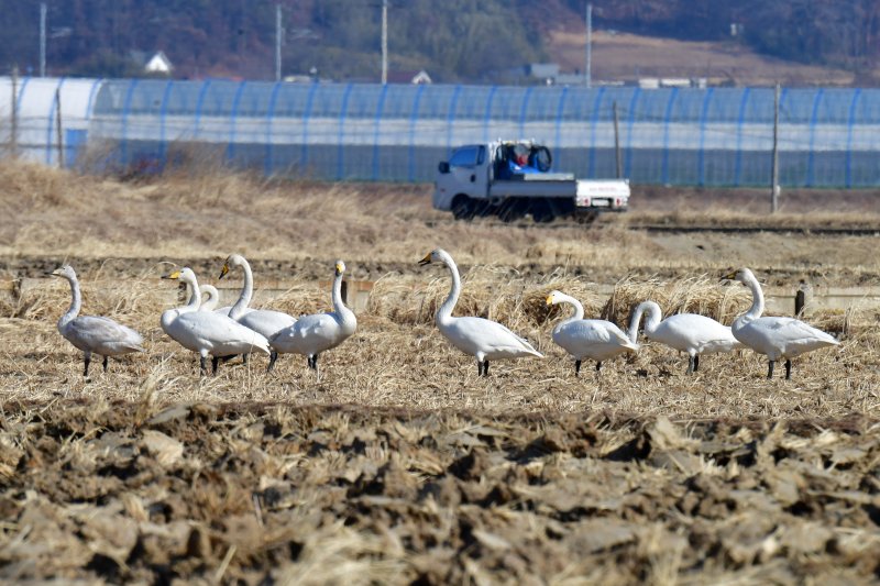 1일 천연기념물 201-2호이자 멸종위기종인 큰고니 무리가 경북 포항시 북구 흥해읍 들녘에서 쉬고 있다. 2026.2.1/뉴스1 ⓒ News1 최창호 기자
