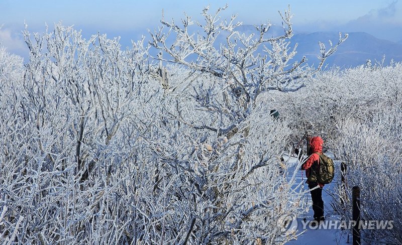 눈꽃 활짝 핀 태백산 (출처=연합뉴스)