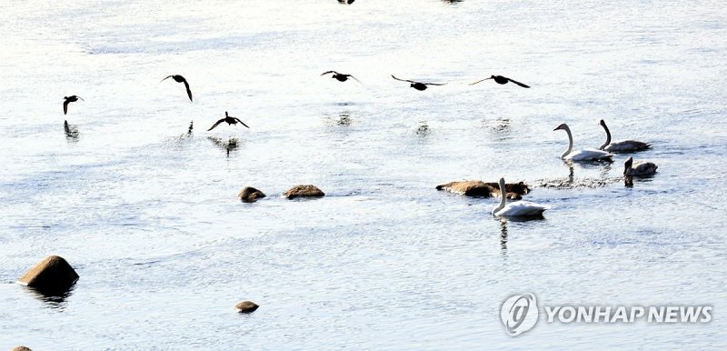 충주 남한강 찾아온 고니 (출처=연합뉴스)