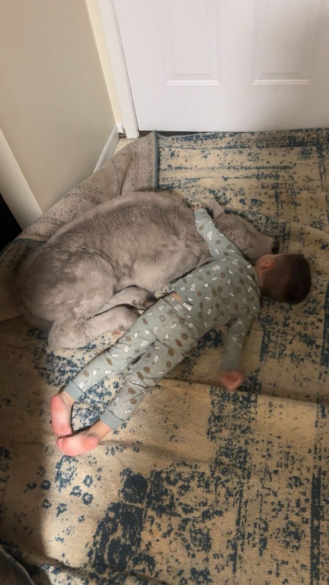 혹한 속 태어난 송아지 집에 들였더니... 훈훈해지는 일화