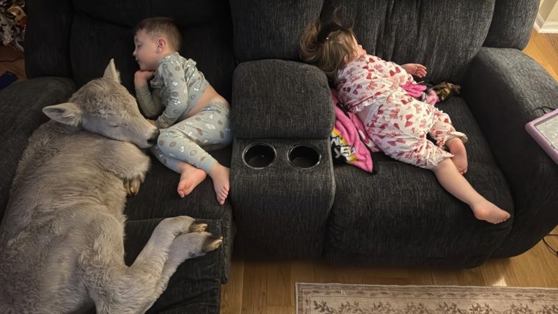 혹한 속 태어난 송아지 집에 들였더니... 훈훈해지는 일화