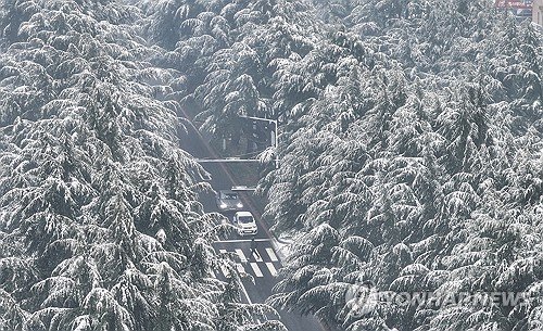 눈 쌓인 도심 가로수 (출처=연합뉴스)